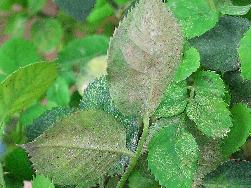 害蟲“抗藥”怎么辦？專家開出新處方