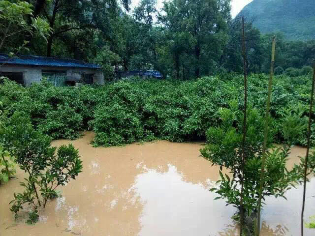 水災(zāi)后柑橘樹(shù)如何護(hù)理？
